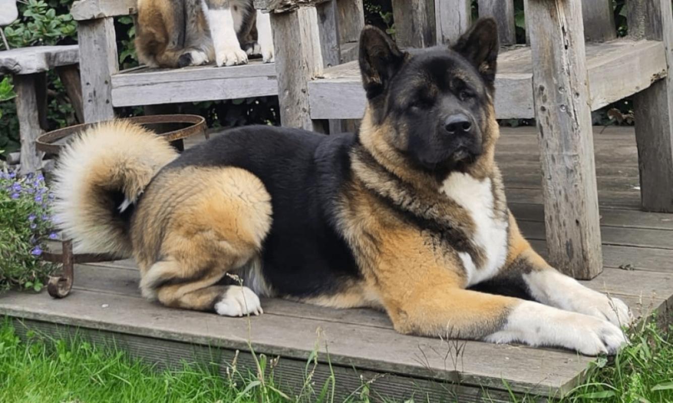 Mika