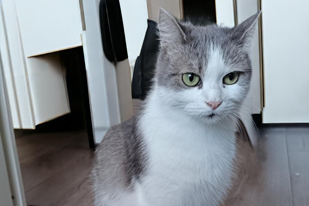 Lily
