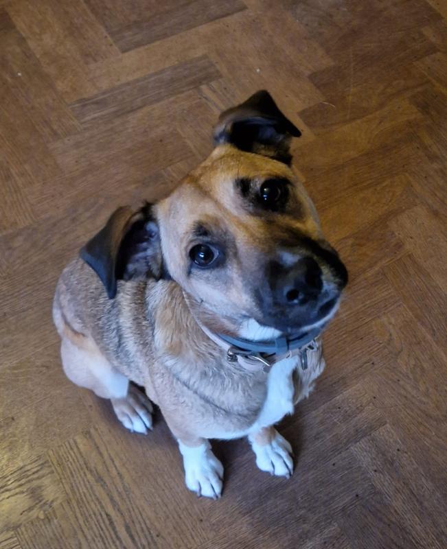 Daisy