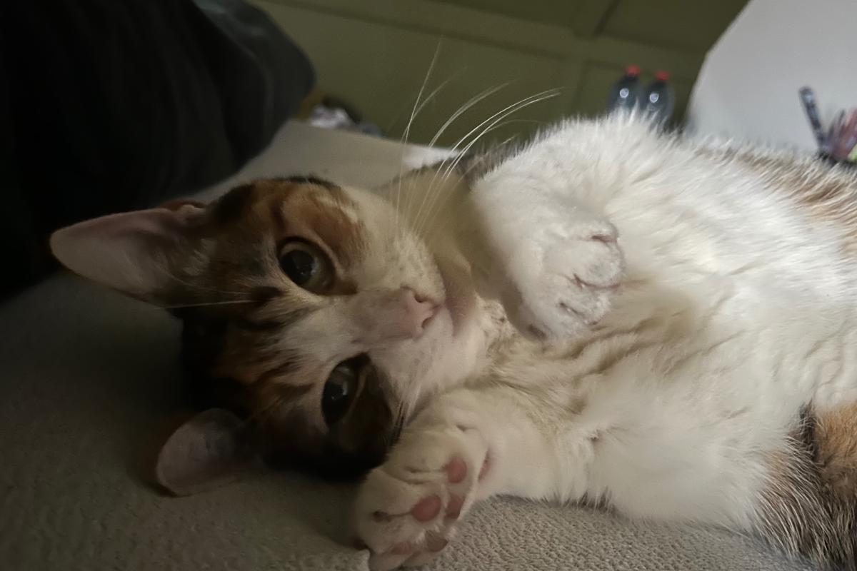 Pip
