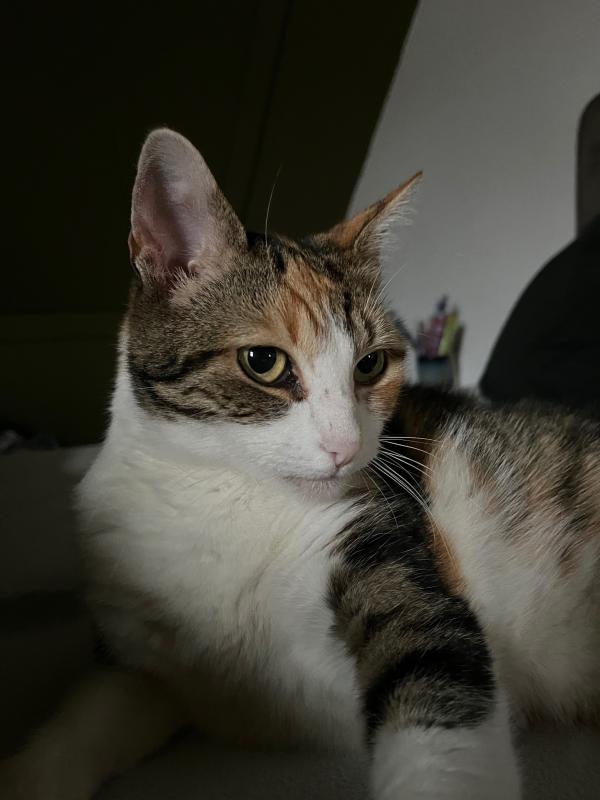 Pip