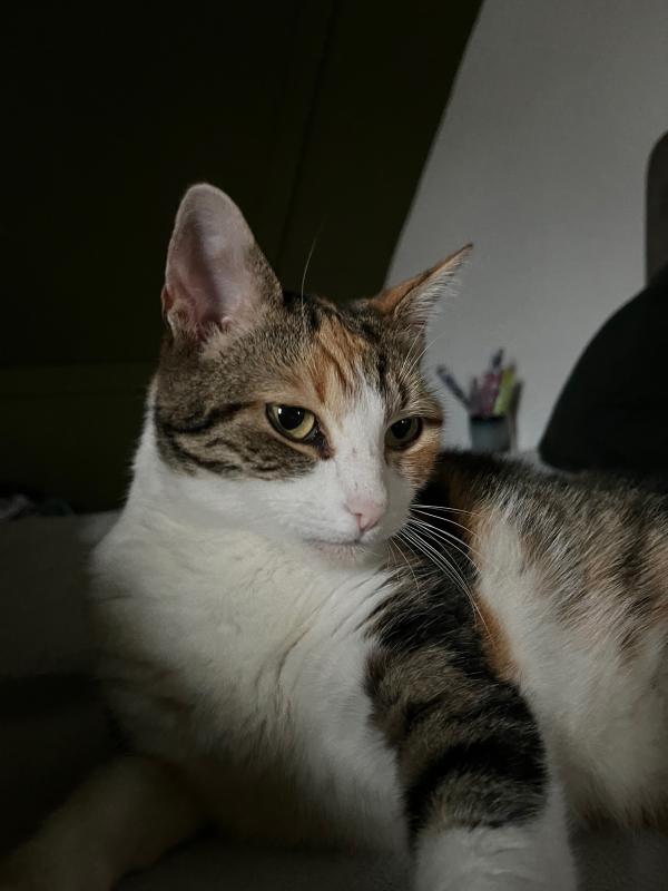 Pip