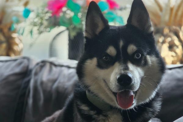 Baco