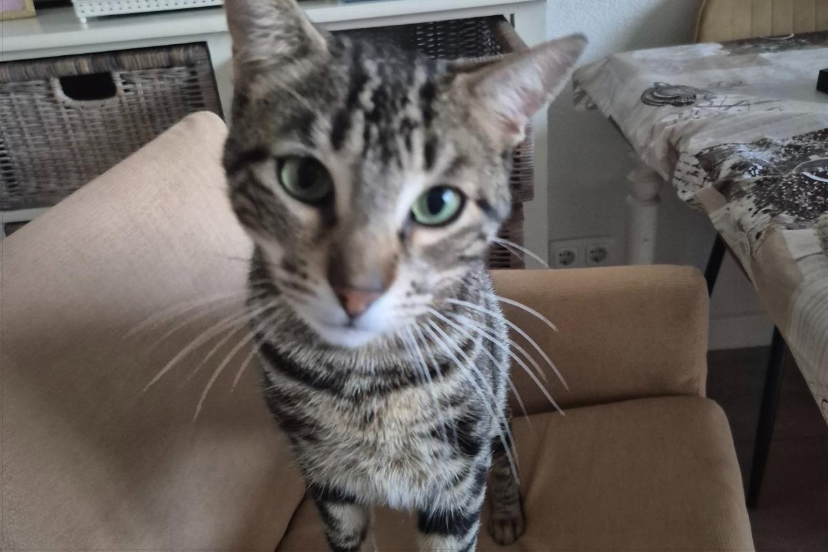 Chico