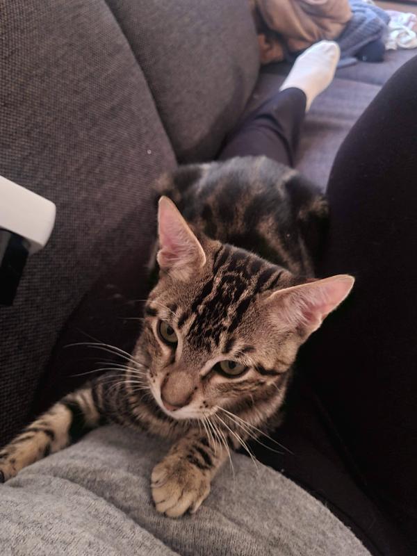 Chico