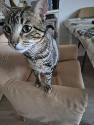 Chico