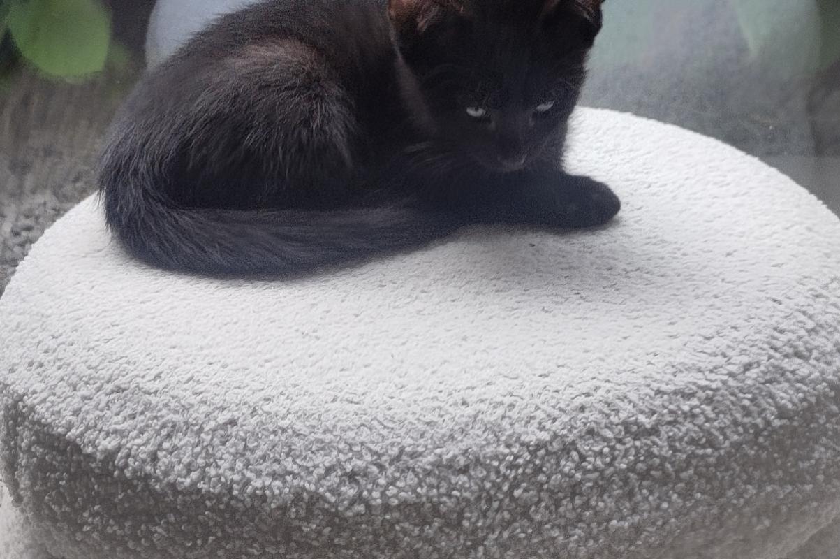 Suki