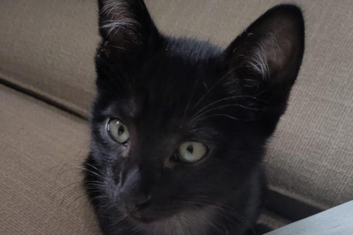 Suki