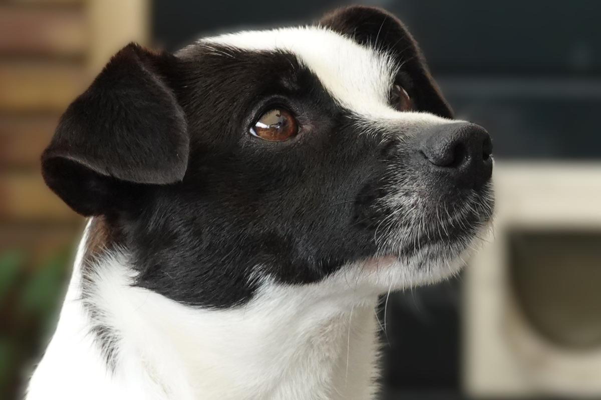 Kiki