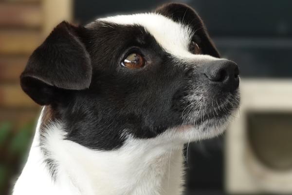 Kiki