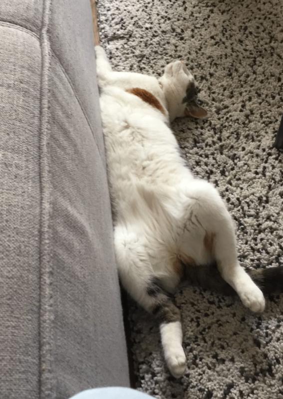 Frummel