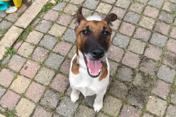 Pepper