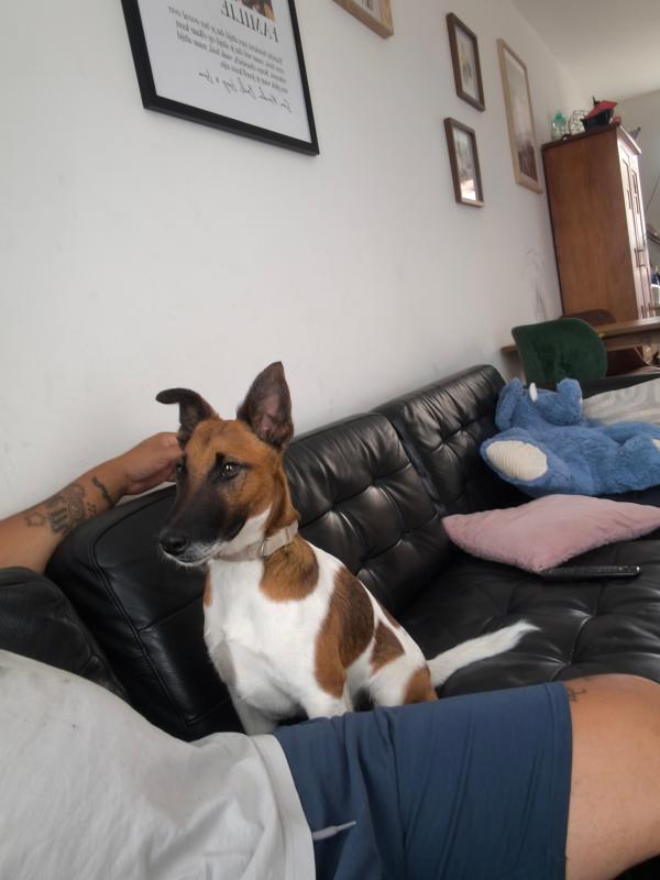 Pepper