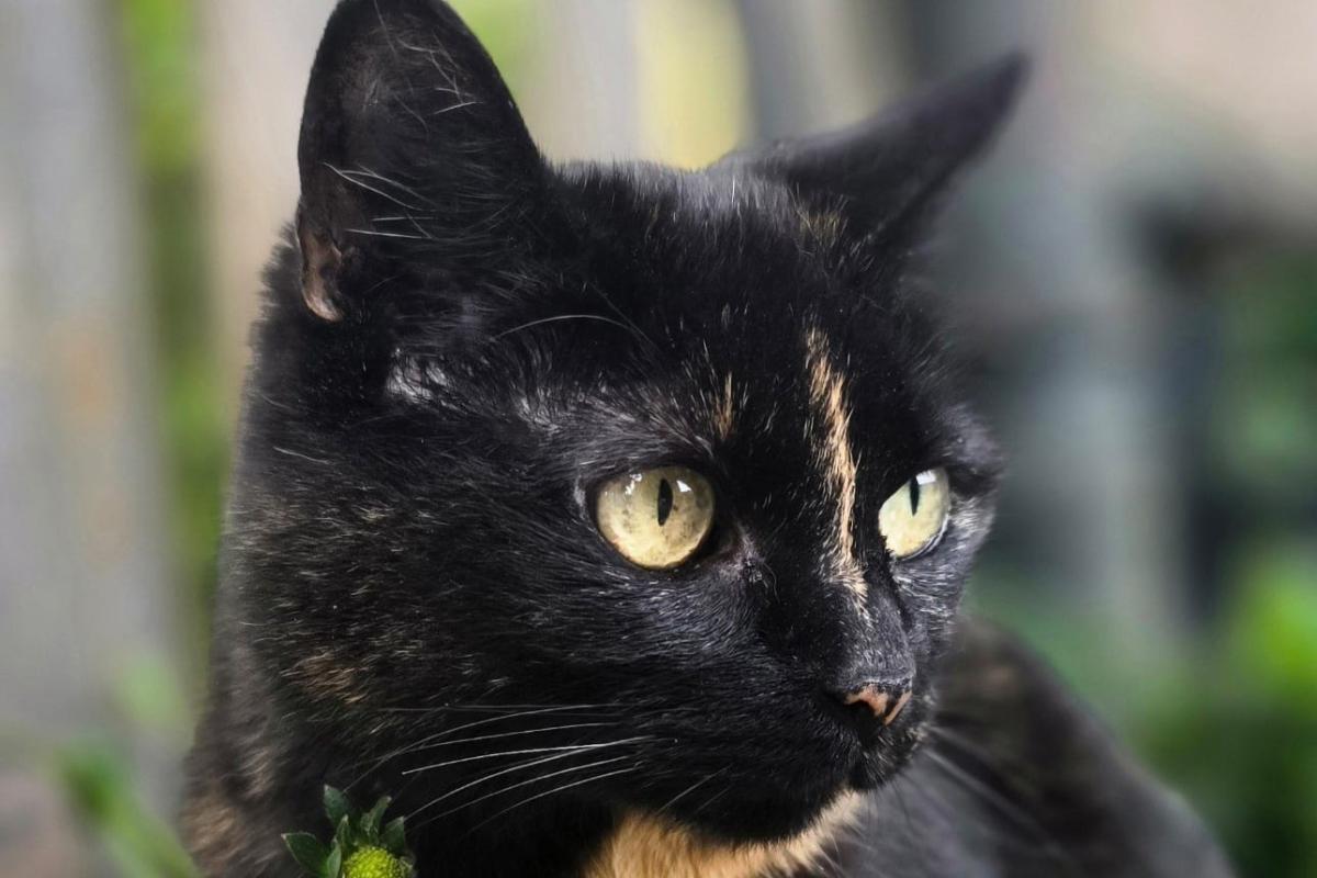Nala