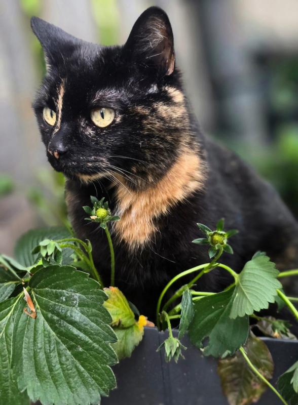 Nala