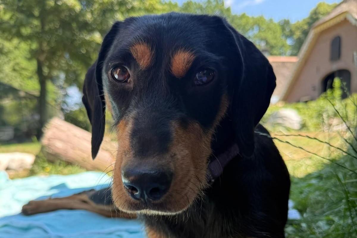 Bodhi