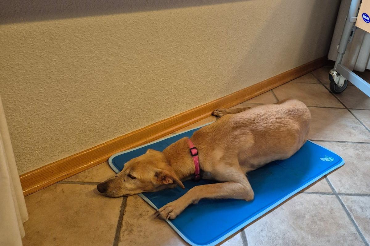 Mia