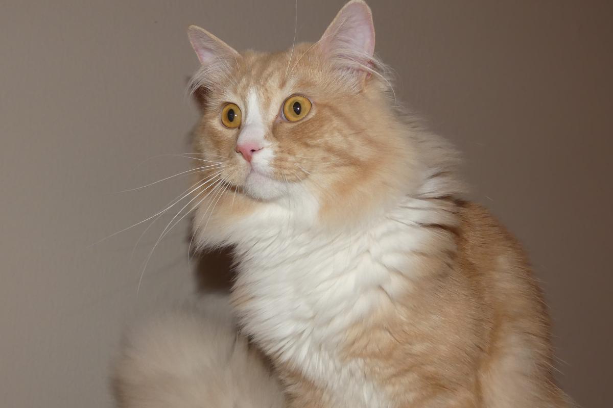 George