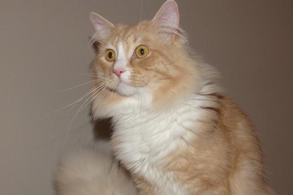George