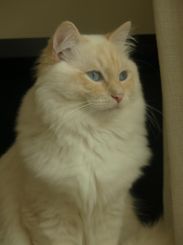 Bobbie