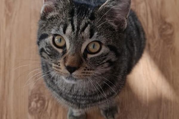 Bodhi