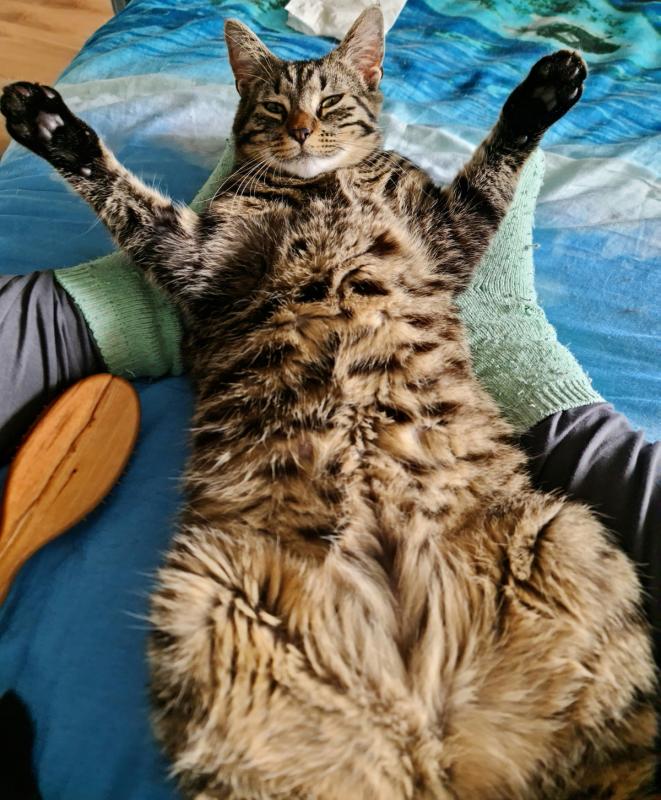 Bodhi