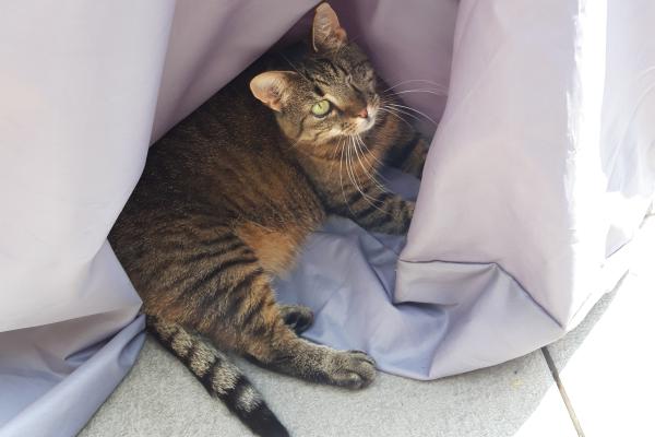 Jinxy