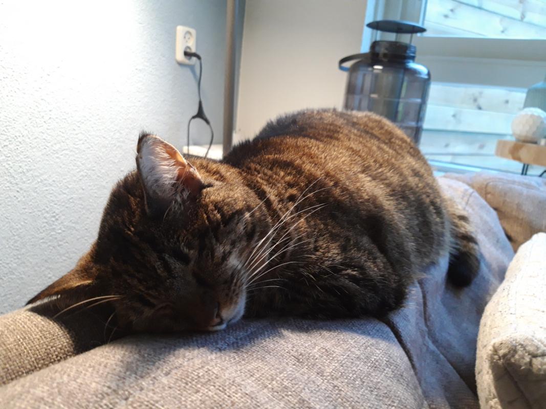 Jinxy