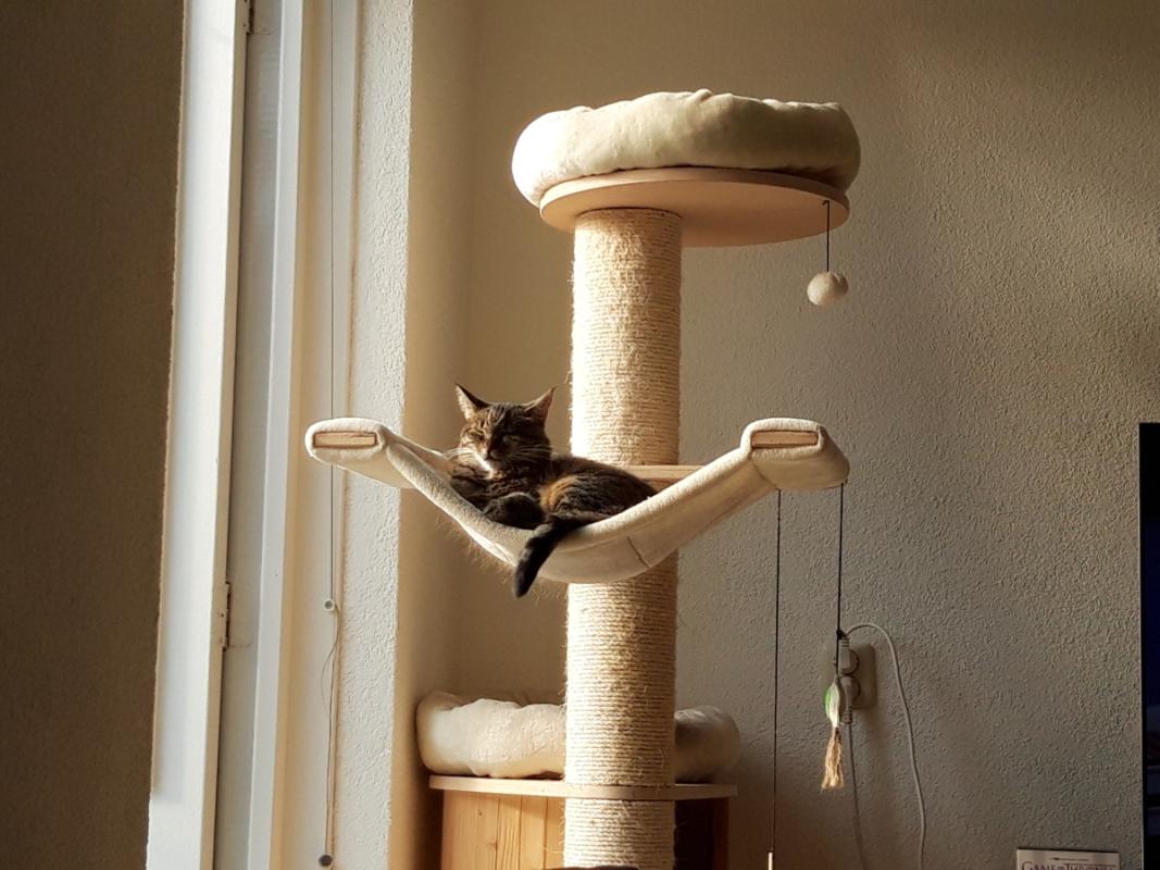 Jinxy