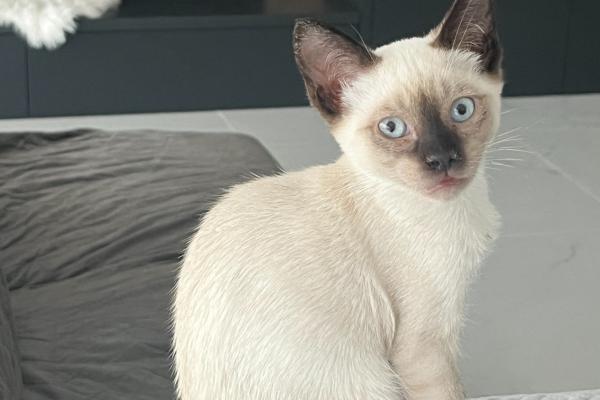 Milo