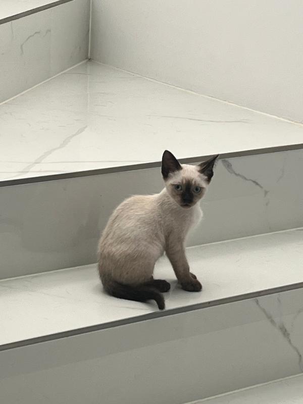 Milo