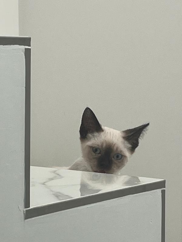Milo