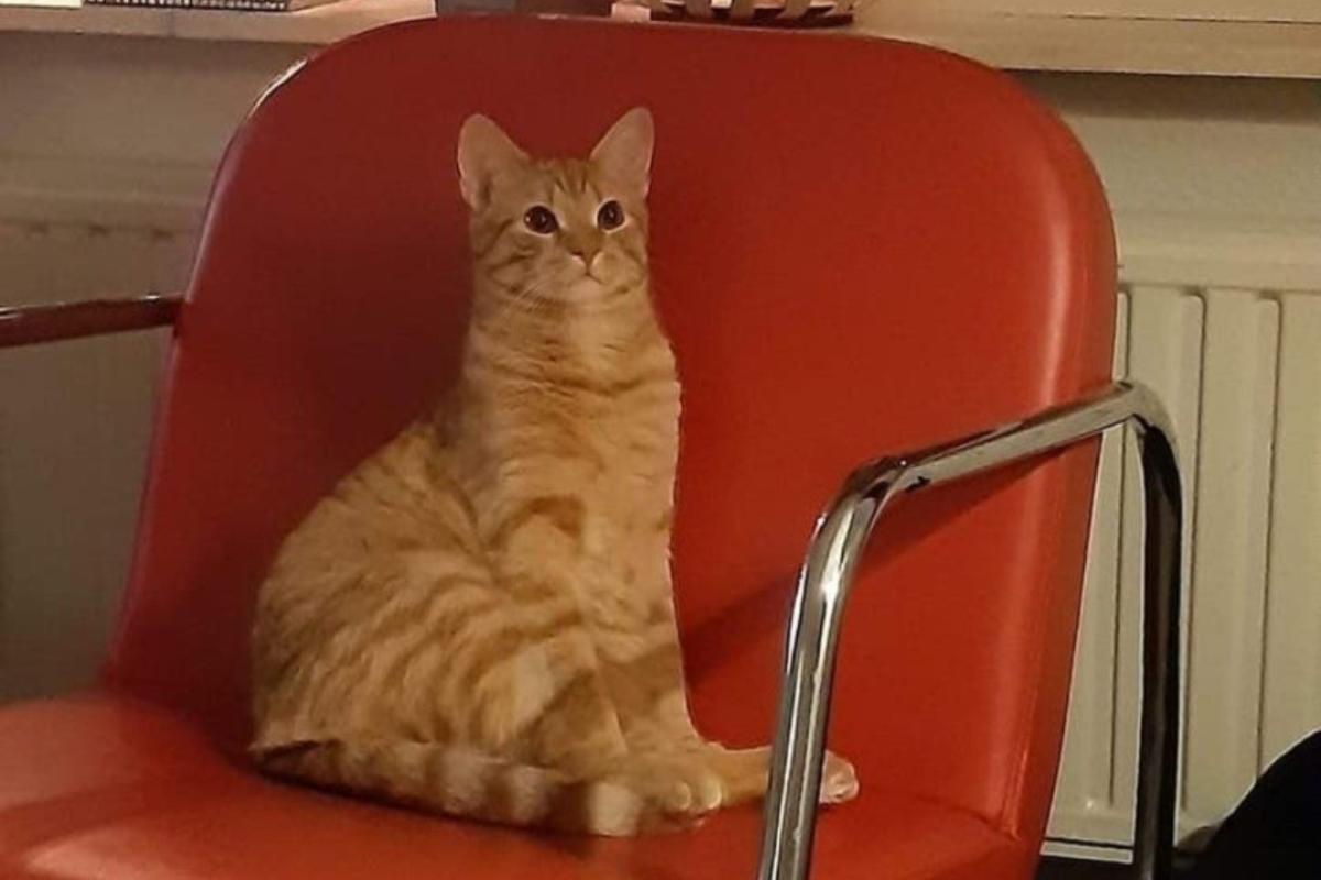 Alvin