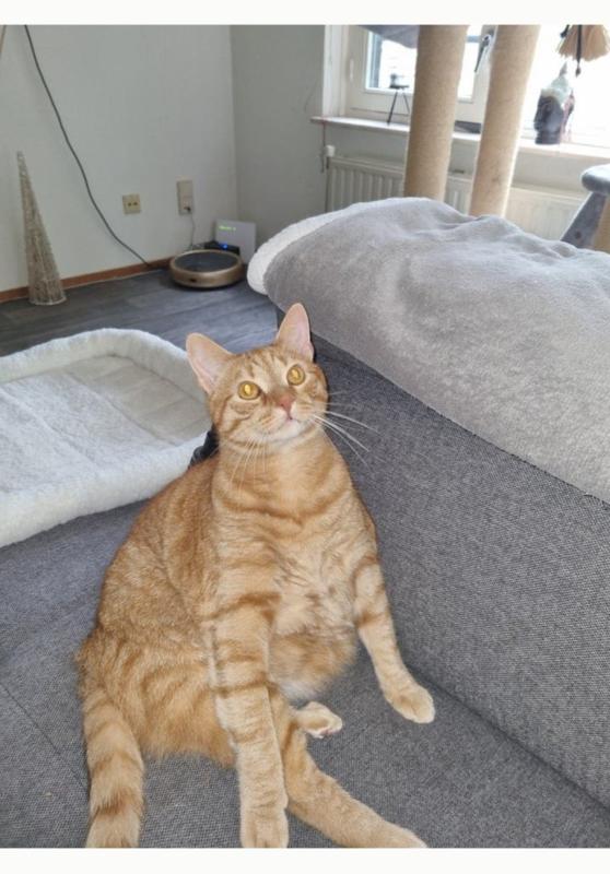 Alvin