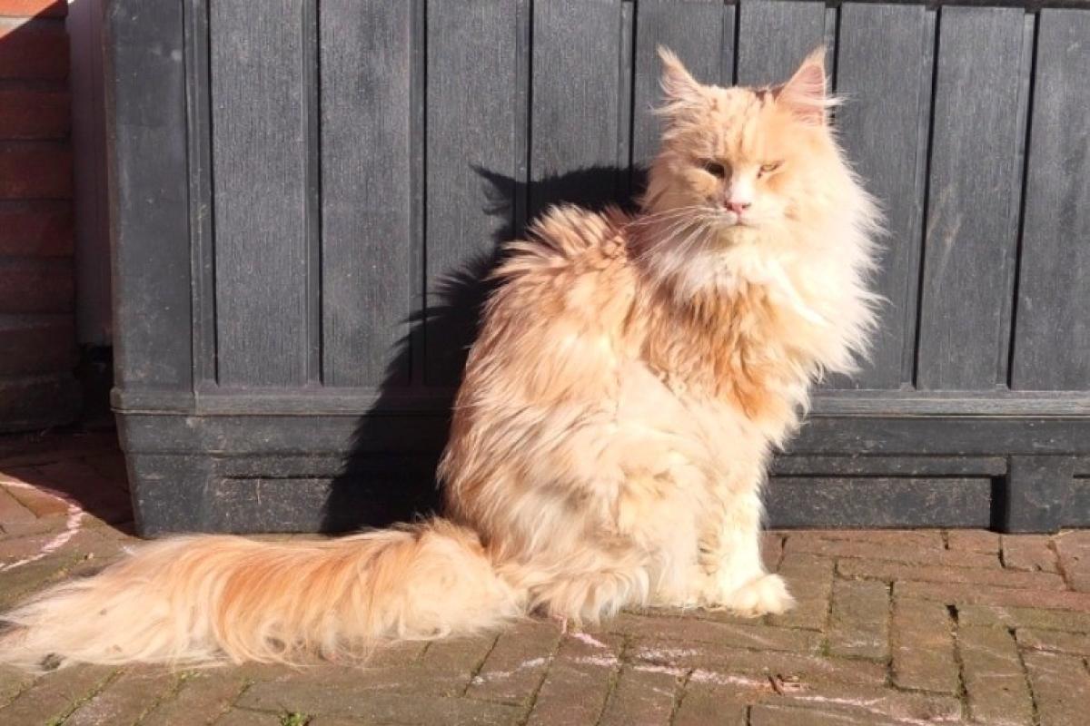 Willem