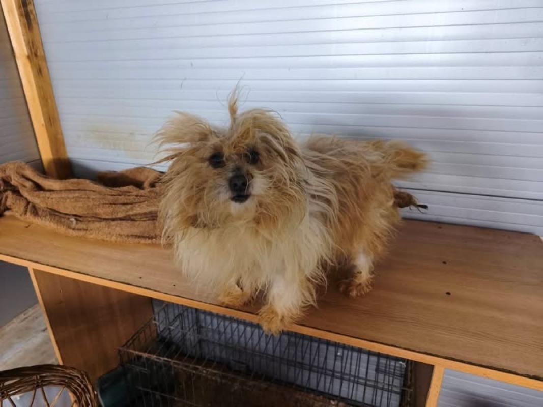 Zoe