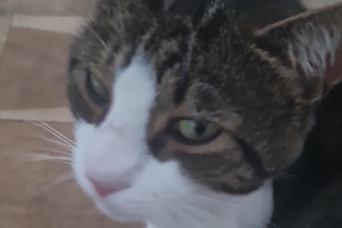 Noenie