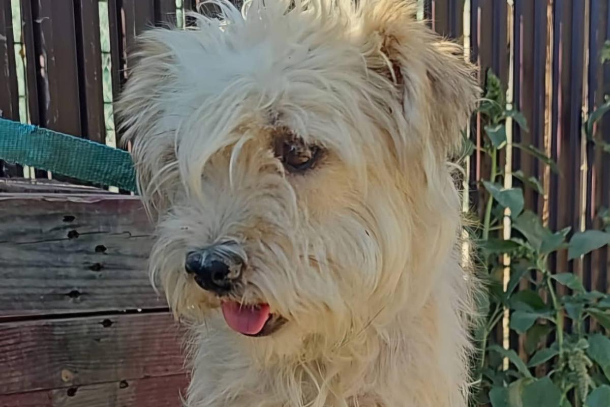 Milou