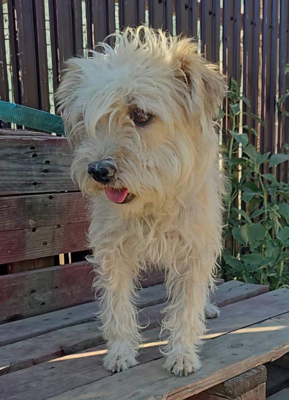 Milou