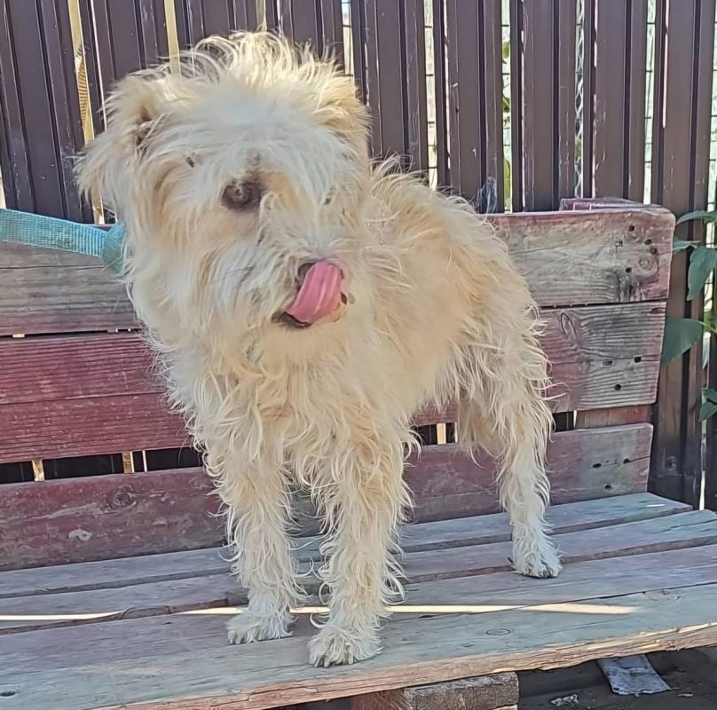 Milou