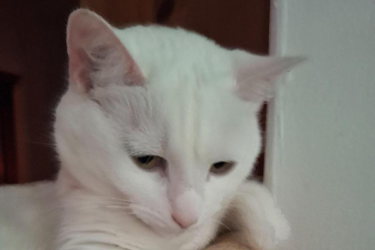 Puntje