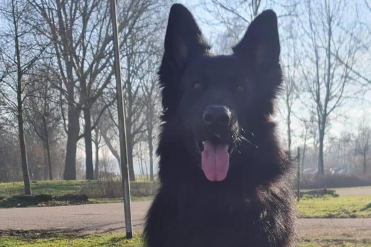 Kitai