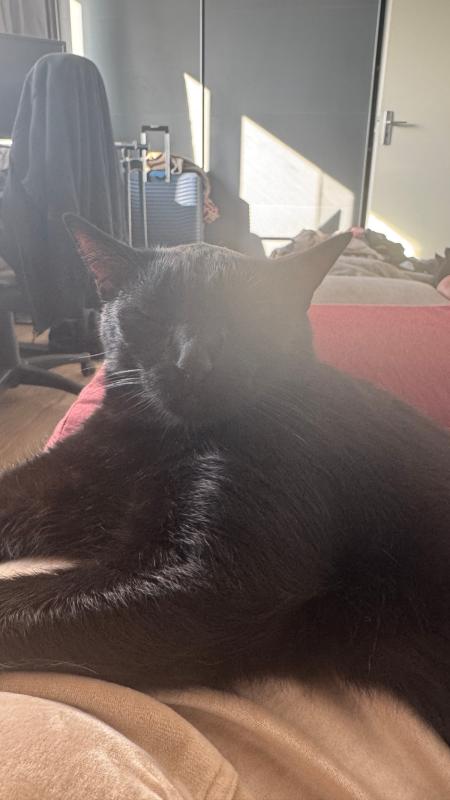 Loki