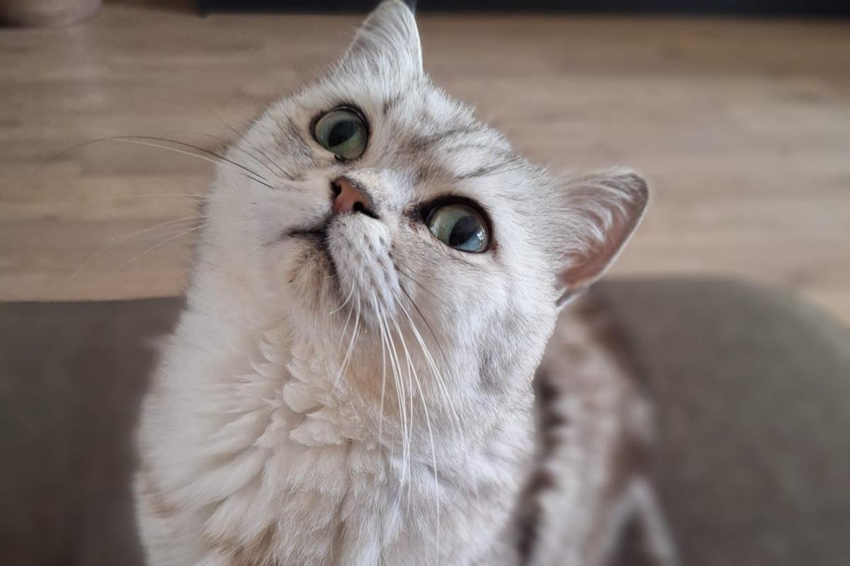 Nala