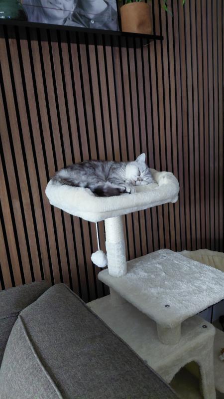 Nala