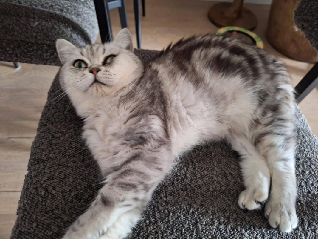 Nala