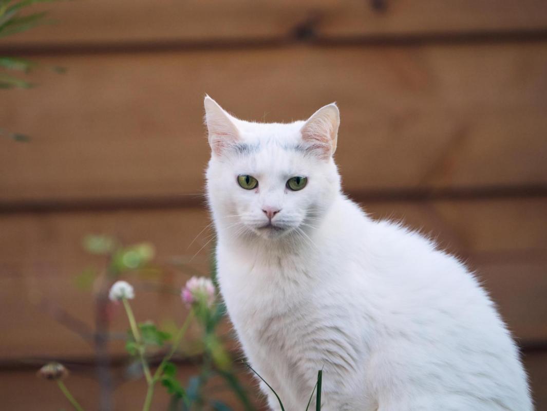 Draakje