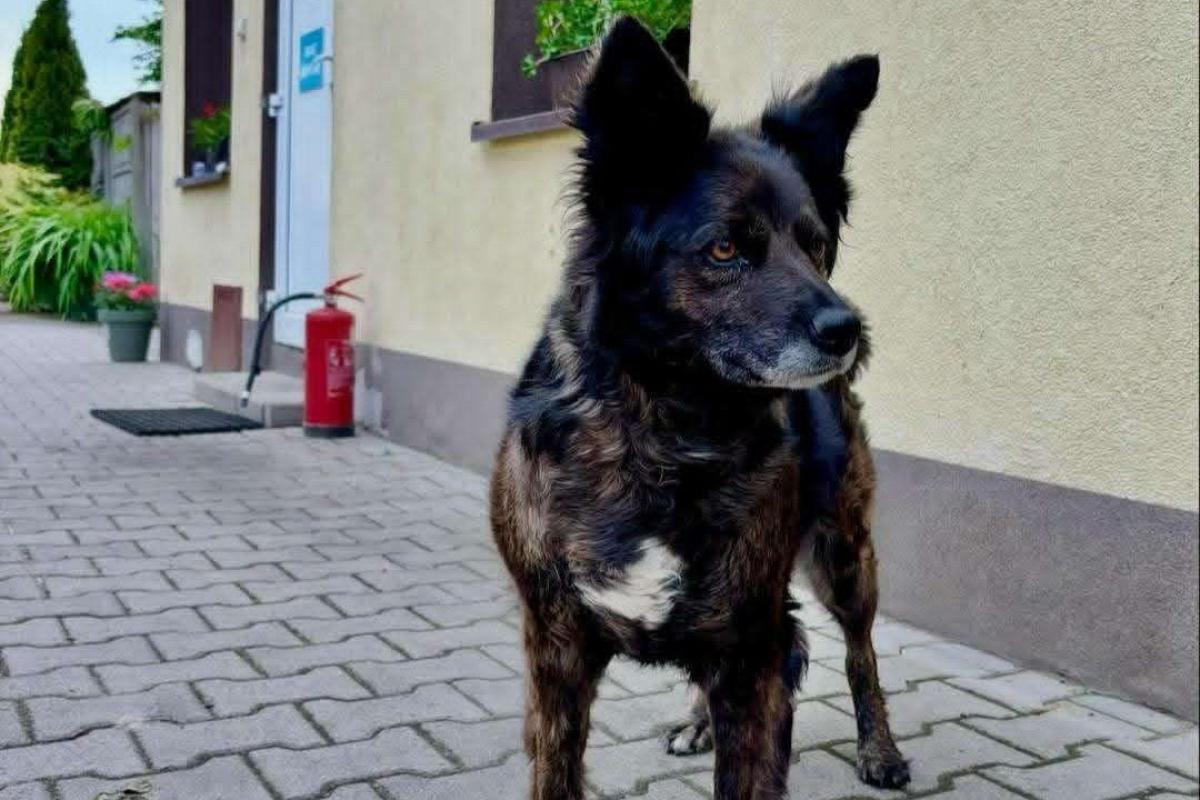 Polli