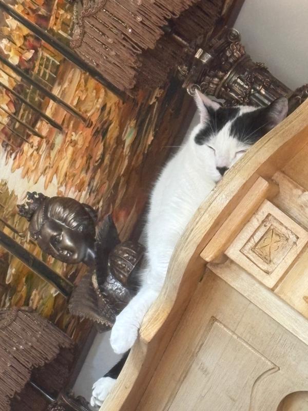 Sammy