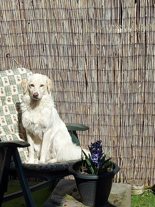 Buddy